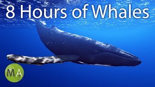 8 Hours of Whale Sounds Deep Underwater for Sleep and Relaxation [upl. by Beyer]