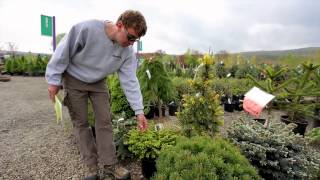 Conifers  The Street Smart Gardener [upl. by Adekram]