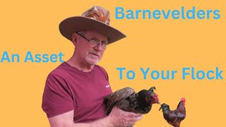 The Barnevelder ChickenAn Asset To Your Flock [upl. by Leela173]