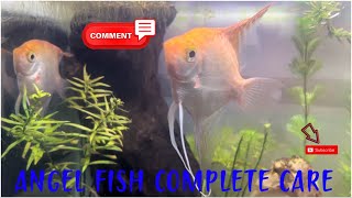 Angelfish tank setup and complete care  rori99  Freshwater Angelfish Info And Care  English [upl. by How160]