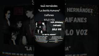 Caifanes quotLa Bestia Humanaquot🎙🎶SOLO VOZ🎵Saúl Hernández caifanes saboromo rockenespañol rocklatino [upl. by Alicec]