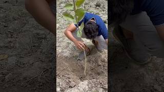 Nonstop tree plantation in India  2025  We planting 2 million Tree 🌳 in 2025  Our Mission [upl. by Airyt]