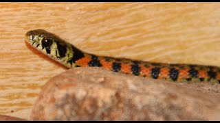 The Tiger Keelback Caution Bad Footage [upl. by Noval]