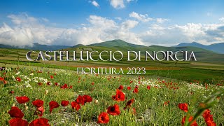 Castelluccio di Norcia  Fioritura 2023 🥀⚘️🌷 castellucciodinorcia fioritura umbria italy 🇮🇹 [upl. by Ahsrat484]