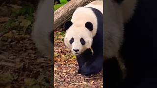 Animals from Pairi Daiza Zoo Belgium Please subscribe my channel thanks😀 pairidaizazoo belgium [upl. by Kling]