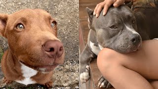 Pitbulls Being Wholesome EP27  Funny and Cute Pitbull Compilation [upl. by Ati]