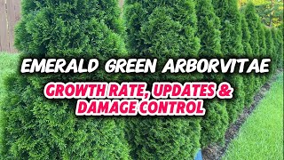 Emerald Green Arborvitae ep 6  8 Month Update [upl. by Brighton]