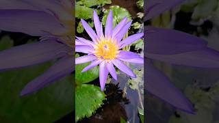 🪷 AmbalNymphaea StellataBlue Lotus Water Lily [upl. by Emlin]