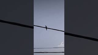 طائر الورور merops apiaster bee eater sound [upl. by Bela]