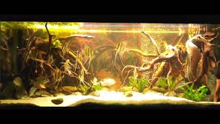 P Altum Rio Orinoco and Geophagus Sveni 450l blackwater aquarium  November 2024 [upl. by Kristoforo]