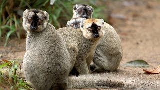 Island of Lemurs Madagascar  Behind the Scenes Featurette HD [upl. by Longo]