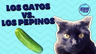 LOS GATOS VS LOS PEPINOS [upl. by Swope987]