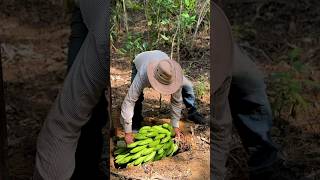 Enterrando una cabeza de guineo seda en la tierra campesinos campo [upl. by Sumner]