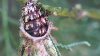 Bagworm on Carolina Sapphire Cypress March 2015A [upl. by Anneis640]