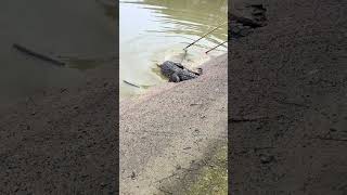 Crocodile training 😁 trending satisfafying funnyanimal viralvideo crocodile fyp [upl. by Eycats]