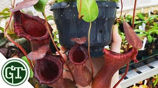 Buying Plants Online  Unboxing Carnivorous Plants from Toms Carnivores  Ventricosa x Lowii [upl. by Jerrome]