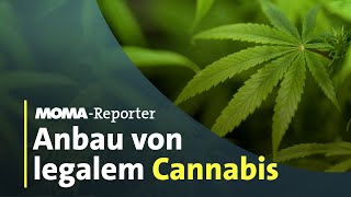 CannabisLegalisierung Wie läuft der Anbau ab  ARDMorgenmagazin [upl. by Meridel]