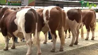 Recorrido por la Feria Ganadera de Tuluá Valle del Cauca Colombia  TvAgro por Juan Gonzalo Angel [upl. by Bogart]