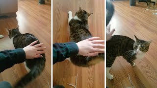 Cat Loves Being Patted On Her Behind [upl. by Amrak]