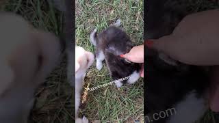 6 weeks old pomsky puppies exploring outside puppytimeemporium7080 puppylovers puppy pomsky [upl. by Mairim]