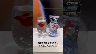 BETTA FISH Offers💥 thezoopets betta bettafish aquarium fighterfish [upl. by Garratt709]