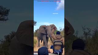 Dont make this mistake in front of an elephant shortsvideo [upl. by Seow]