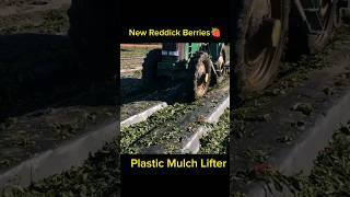 Plasticulture  Plastic Mulch Lifter shorts farming agriculture tractor technology satisfying [upl. by Rossi502]