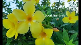 Dwarf Allamanda Growing in Zone 9b  10 Southwest Florida [upl. by Karlan]