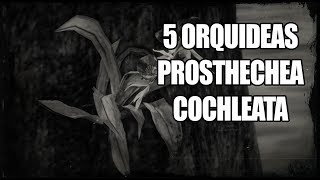 Red Dead Redemption 2 – ¿Dónde obtener 5 Orquídeas Prosthechea Cochleata Clamshell Orchids [upl. by Theurer]