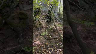 Verankerung eines Bündelbaumes im Hang Bäume wurzelplatte natur [upl. by Etiuqram]