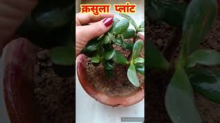 Crassula Plant care tips  Lucky Plant  Kuber Plant shorts [upl. by Dimitris]