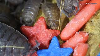 Isopods Eat Patriotic Sprinkles [upl. by Keenan]