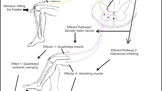 Patellar Reflex Test [upl. by Anassor]