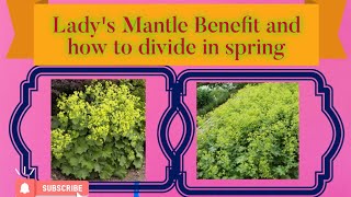 Ladys mantle benefit and how to divide in spring  Garten Heilfplanzen serie [upl. by Imelida]