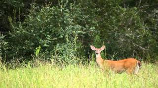 White Tailed Deer Odocoileus virginianus [upl. by Nnaoj]