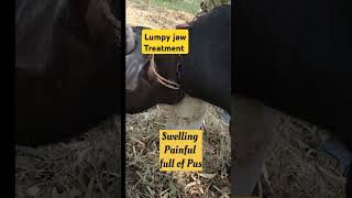 lumpy jaws treatment in Heifer buffalo  Actinomycosis [upl. by Nottirb]