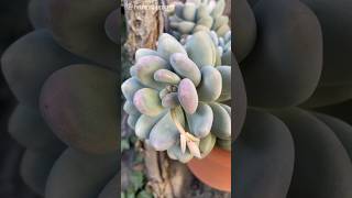 Pachyphytum Blue Haze 💙 [upl. by Nnylacissej]