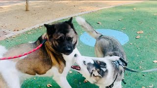 Unbelievable Dog Fight  Akitas Fierce Attack [upl. by Anselme540]