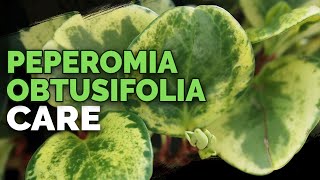 8 Peperomia Obtusifolia Care Tips and Tricks [upl. by Mikol174]