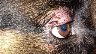 Whiskey caught conjunctivitis dog conjuctivitis gsd explore healthissues dogvideos update [upl. by Aline]