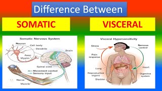 Difference Between Somatic and Visceral [upl. by Arthur]