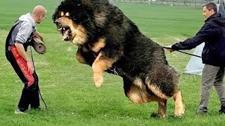 10 Most Powerful Dogs in the World [upl. by Boucher]