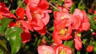 Flowering Chaenomeles At Home bonsai rose red tree homemade 2024 summer [upl. by Ger]