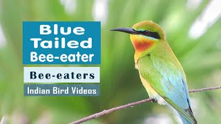 The Blue Tailed Bee Eater Merops philippinus  Indian Bird Videos [upl. by Pacian]