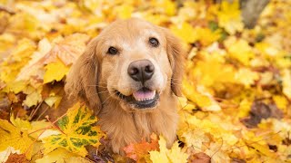 Golden Retrievers The Therapy Dogs  Can They Really Help [upl. by Armilda]