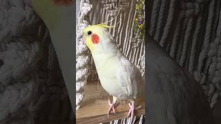 Cute Singing Cockatiel 😍 cockatielscraze birdsinging [upl. by Nonnarb47]