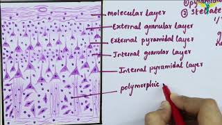 Histology of Cerebral Cortex [upl. by Fairweather977]