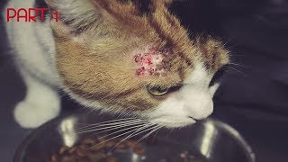 Skin Problems in Cats  How To Diagnose And Treat Bacterial Skin Infections In Cats  Skin issues [upl. by Ylenats]