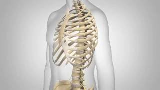 Lumbar Spinal Stenosis  Patient Animation [upl. by Atiroc]