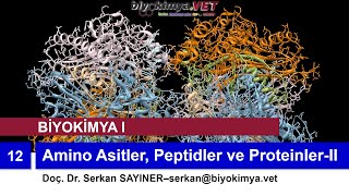 BÄ°YOKÄ°MYAI  Konu 12 Amino Asitler Peptidler ve ProteinlerII [upl. by Nerak]